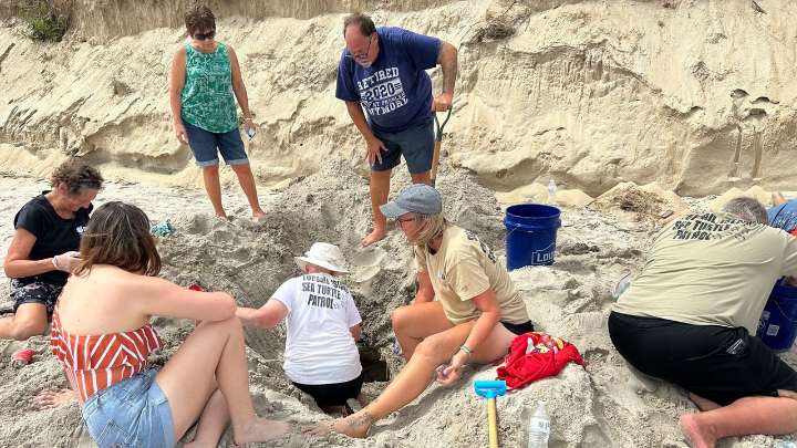 Hurricane Erin never hit land or caused major damage, but threatened turtle nests weren't so lucky