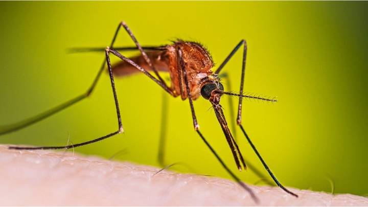 Europa registra un récord de brotes de enfermedades transmitidas por mosquitos