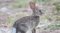 Colorado rabbits with tentacles? Florida;' reported rabbit diseases