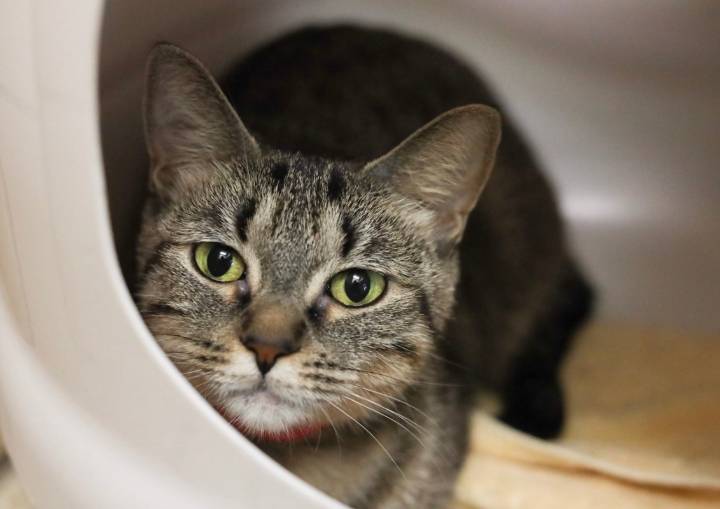 Adoption fees halved at 3 Animal Humane Society shelters in Twin Cities Saturday