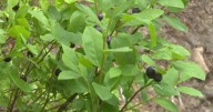 Picking and protecting prized huckleberries a way of life for Montanans