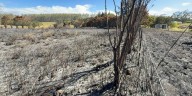 Farms run by grandmothers damaged in Hawaii Island brush fire