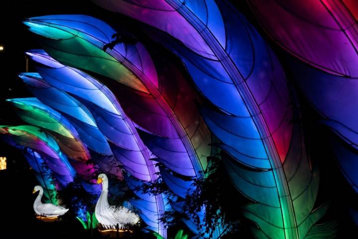 Wild Summer Lights: Must-See Glowing Wonderland Mesker Park Zoo