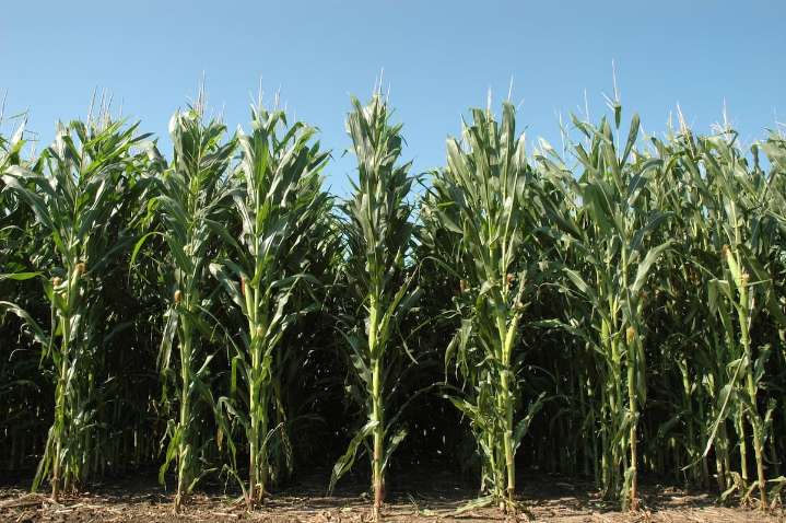 Las plantas de maíz se comunican entre sí para defenderse cuando están muy juntas