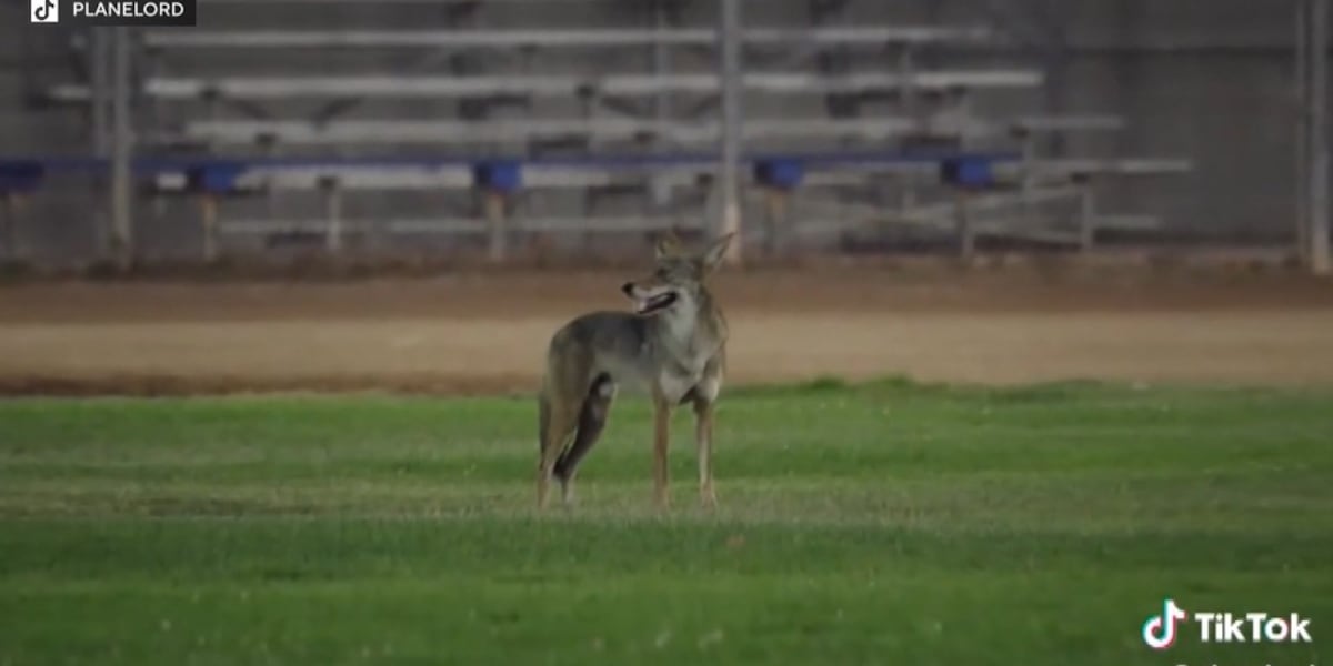 6-year-old boy brutally attacked by coyote during sister’s softball tournament