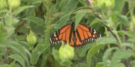 Fall migration begins for monarch butterflies