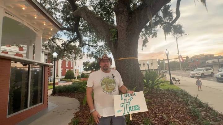 In Dade City, residents rally to save grand oak outside courthouse