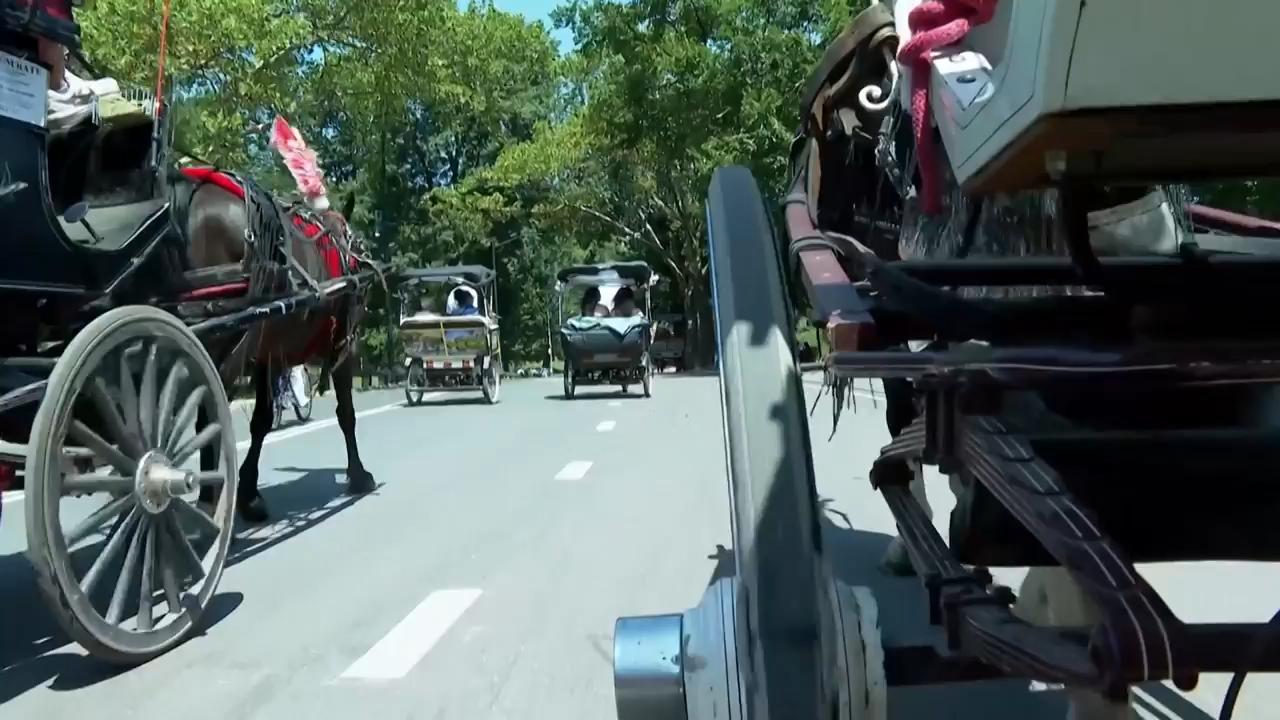 NYC carriage driver says proposed ban is more about money, real estate less about animal welfare