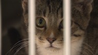 Humane Society of North Texas Mega Adoption Event will have Texas transplants