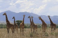 How many giraffe species are in Africa? New scientific analysis quadruples the count