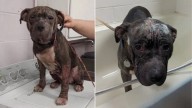 Virginia Dog Rescued In Such Poor Condition That Her Breed Could Not Be Identified