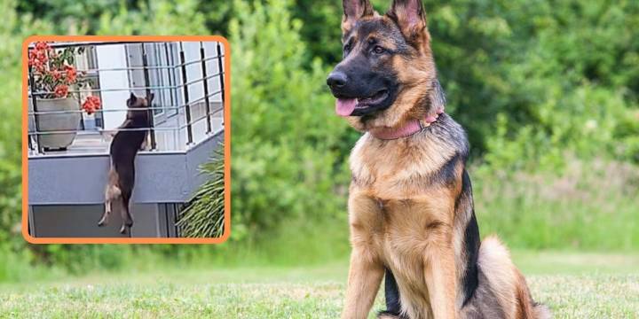 Así fue el dramático rescate de un perro que estuvo a punto de caer al vacío desde un balcón