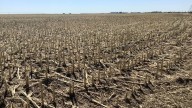 Millions of dollars in crop damage expected from Brooks hailstorm: insurance provider