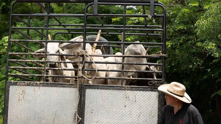 EU no reabrirá frontera con México para ganado hasta que gusano barrenador se desplace más al sur