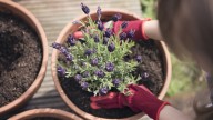 How To Easily Plant Lavender In Pots Or Containers