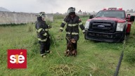 Bomberos de Toluca rescatan con éxito a un lomito en Capultitlán