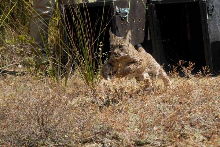 Cuatro cachorros de lince ibérico y su madre adoptiva, nuevos inquilinos de Monfragüe