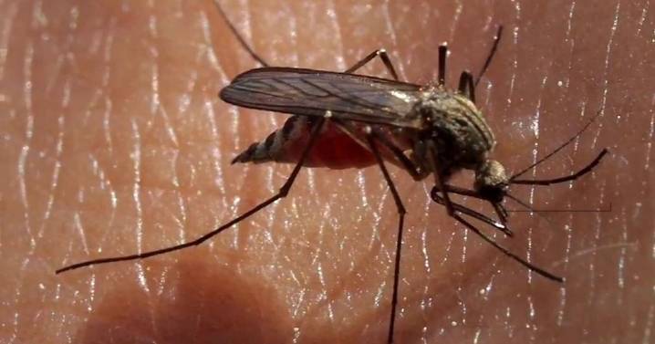 Doctors say West Nile virus is no cause for panic as mosquitoes test positive in several Southern Indiana counties