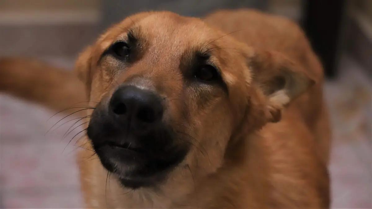 Continúa la crueldad animal en Zamora: Vecinos de Valencia 2 denuncian envenenamiento de cuatro perros