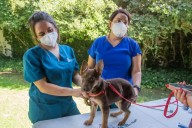 Animales de apoyo emocional, un avance hacia la inclusión en Chetumal