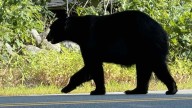 400-pound bear spotted in neighborhood, residents warned to take precautions