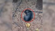 Man Hears Loud Crying In Georgia Woods, Then Realizes Who's Behind It