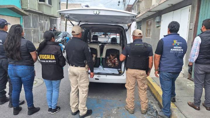 Rescatan a 36 perros en condiciones de hacinamiento