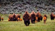 Tras seis años rastreando la migración de bisontes de Yellowstone los científicos obtienen un extraordinario hallazgo