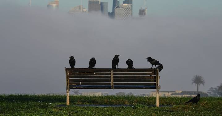 Sex reversal rate rising among Australian birds