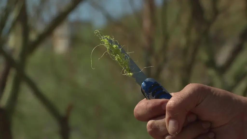 Elaboran Jabones con Restos de Agave de Bacanora en Sonora; Así es el Proceso