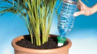 Cultivá tus propios tomates en botellas autorriego con esta sencilla y efectiva técnica de los viveristas