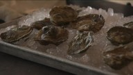 MA pausing oyster harvesting in some areas due to bacteria