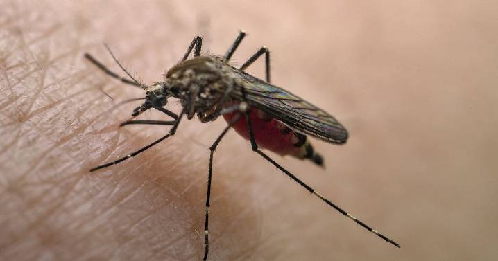 What is chikungunya virus as China introduces Covid