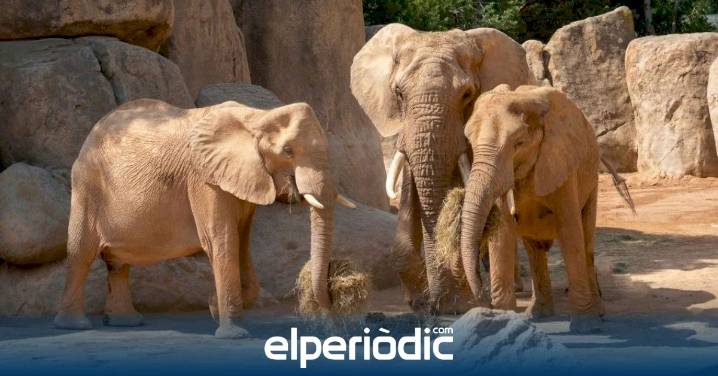 Makena y Malik: los elefantes que nacieron en Valencia para cambiar el destino de su especie