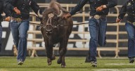 Robo Ralphie? PETA offers to pay for University of Colorado to switch to animatronic mascot