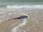 YUCATÁN | Marea roja en la costa yucateca no es tóxica para humanos, pero mata fauna marina