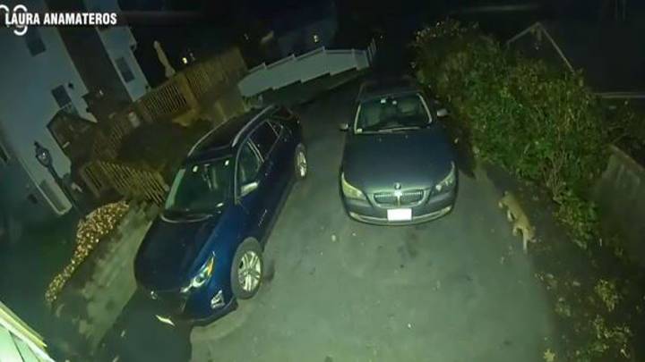 WATCH: Surveillance video captures bobcat on the prowl in Woburn