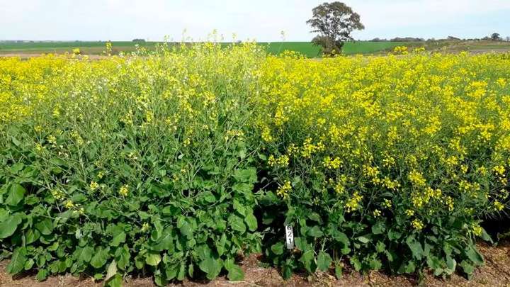 Julio histórico para la industria aceitera: récord en molienda de girasol
