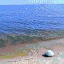 Marea roja en Yucatán: hay alga tóxica en la zona Chuburná-Sisal y hasta zona muerta, sin oxígeno, en el mar