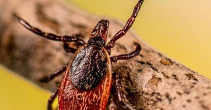 Tick-borne disease that struck a star shows importance of vigilance