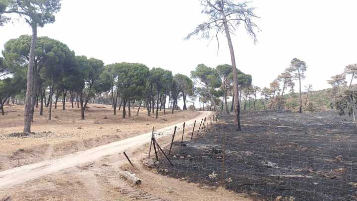La imagen de las zonas limpias gracias al pastoreo frente al "polvorín" de áreas restringidas: "Son un avivador de las llamas"