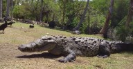 Murió 'Tío Lucho', icónico cocodrilo de 50 años
