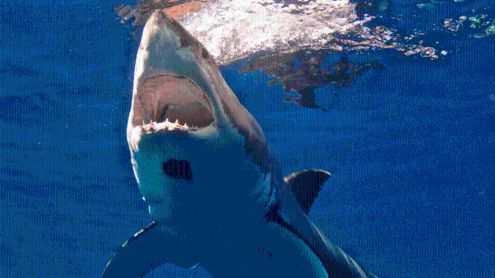 Gloucester shark sighting off Good Harbor Beach, Long Beach