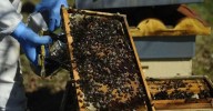 Apicultores plantean trasladar sus abejas fuera de Ourense por los incendios