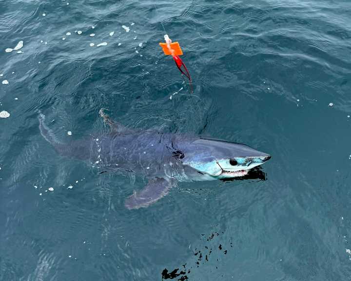 Upstate angler tackles apex predators with fly fishing gear