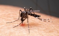 Ya son 18 municipios afectados por dengue en Yucatán