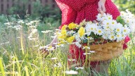 Breaking News! Abbotsford Woman's Daisies Are Already Blooming