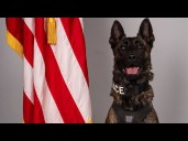 K-9 stabbed multiple times while arresting attempted murder suspect in York County