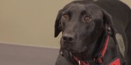 Las Vegas bomb squad adds first detection dog
