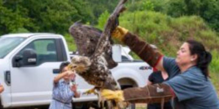 Fort Leonard Wood conservation officers work with Springfield’s Dickerson Park Zoo to save bald eagle